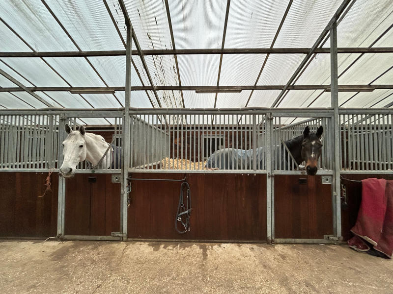 Horse Groom